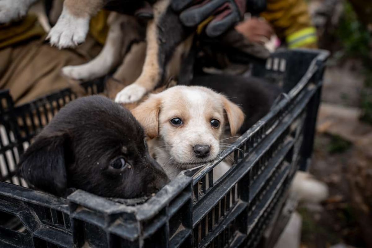 Rescatan a 10 perritos abandonados en canal de Cañón de la Pedrera