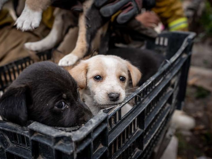 Rescatan a 10 perritos abandonados en canal de Cañón de la Pedrera