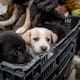 Rescatan a 10 perritos abandonados en canal de Cañón de la Pedrera