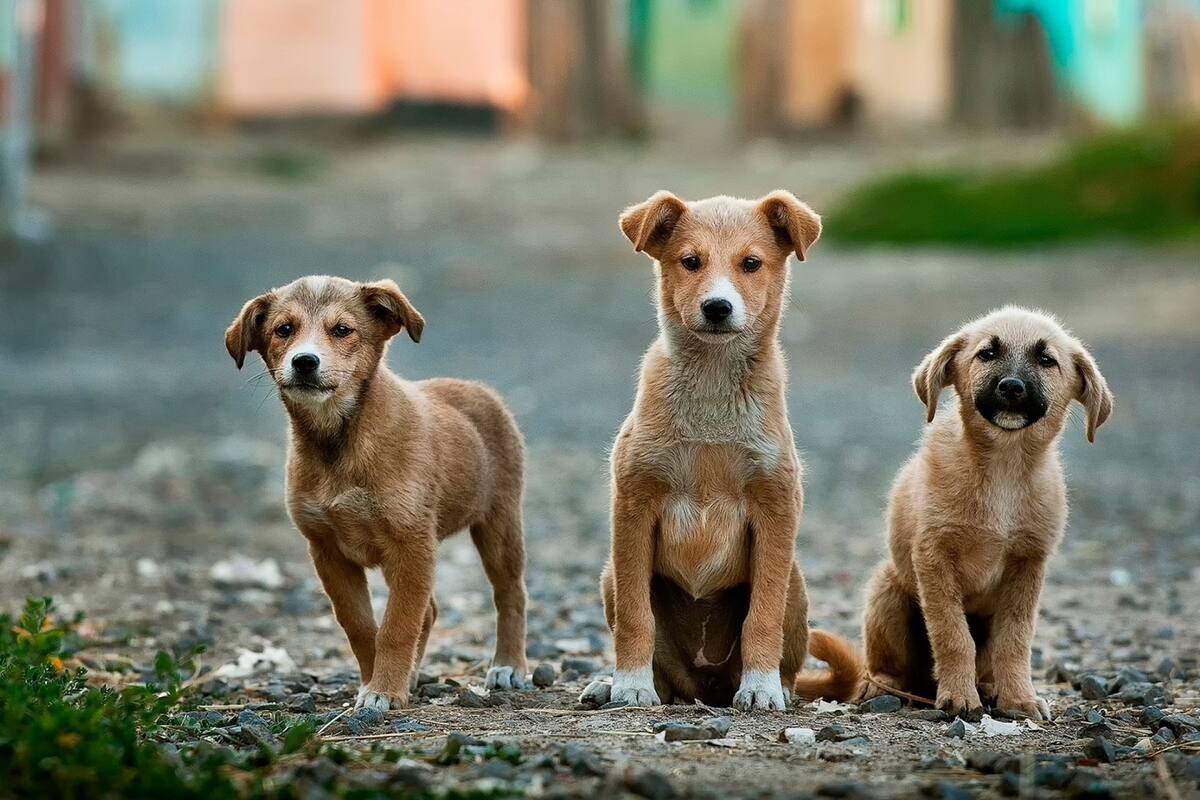Ventajas de tener perros criollos
