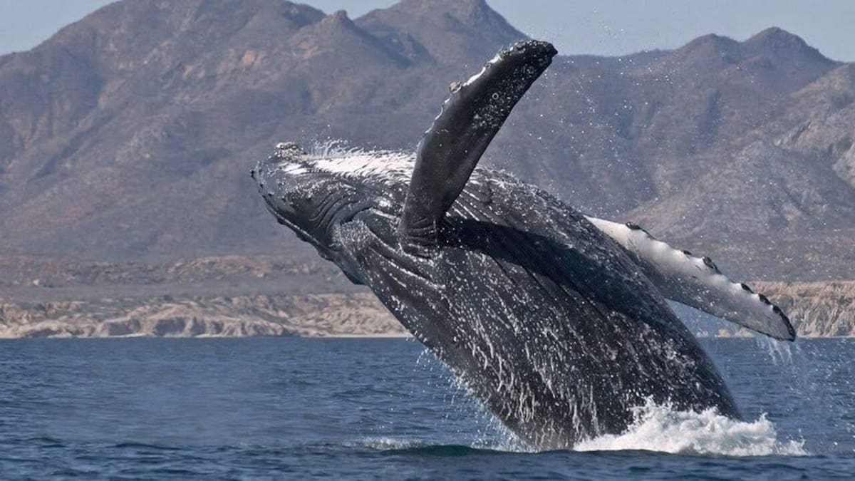 Invitan a disfrutar el avistamiento de la ballena gris en Ensenada