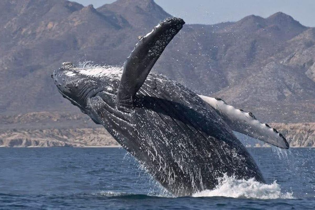 Invitan a disfrutar el avistamiento de la ballena gris en Ensenada