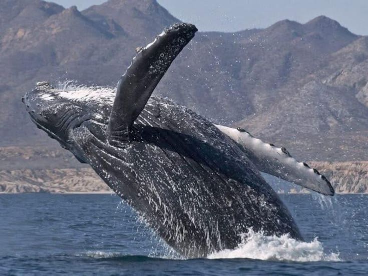 Invitan a disfrutar el avistamiento de la ballena gris en Ensenada