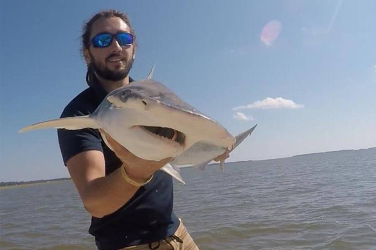 Científicos descubren que los tiburones utilizan un GPS natural para desplazarse por océanos del mundo