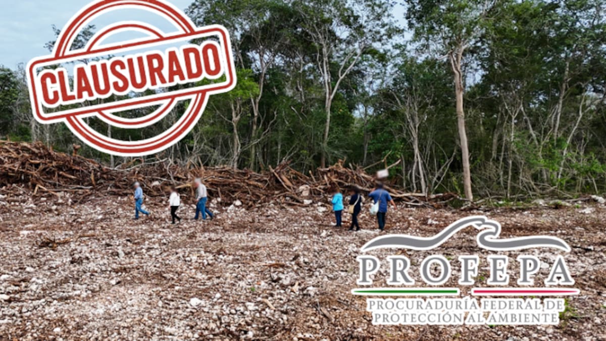 Profepa frena brutal expansión ilegal de granja avícola en Yucatán: devastadas 13.7 hectáreas de selva con especies protegidas