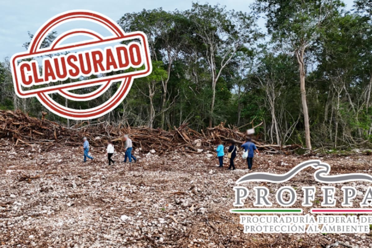 Profepa frena brutal expansión ilegal de granja avícola en Yucatán: devastadas 13.7 hectáreas de selva con especies protegidas