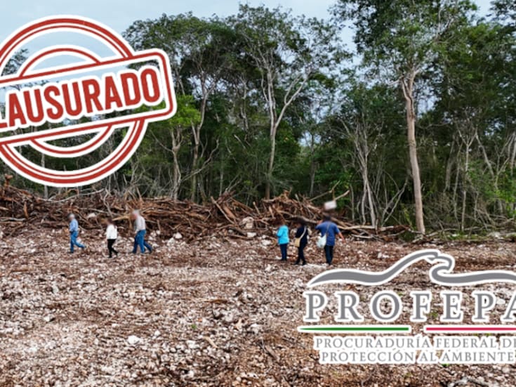 Profepa frena brutal expansión ilegal de granja avícola en Yucatán: devastadas 13.7 hectáreas de selva con especies protegidas