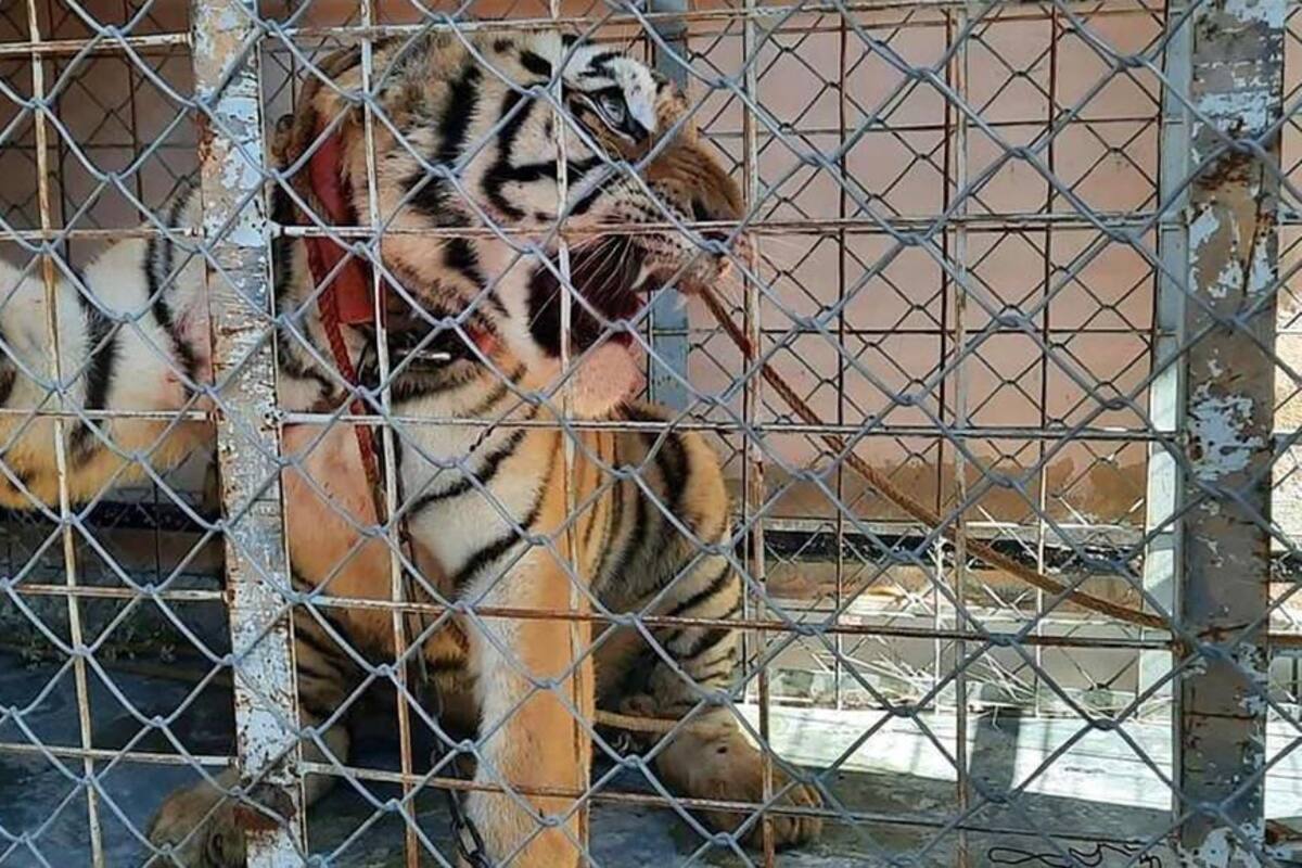 Tigre de Bengala y armas aseguradas tras cateo de la Fiscalía de Sonora en Puerto Libertad