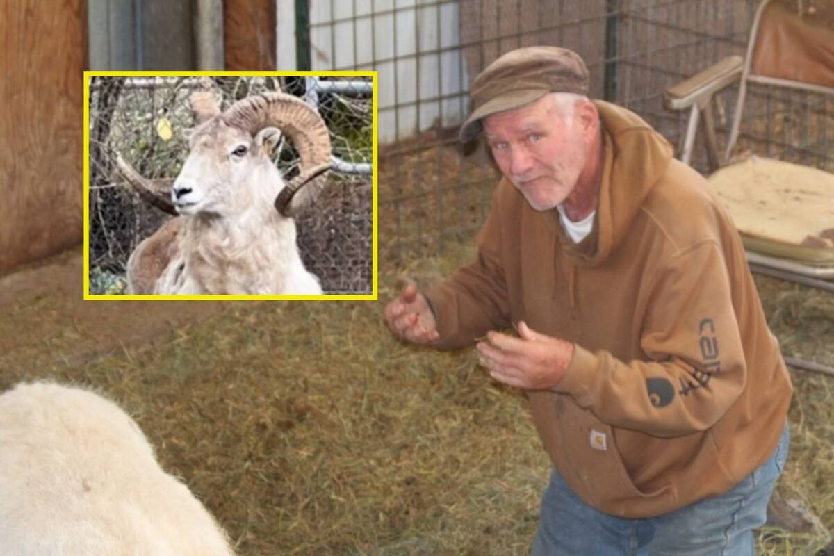 Condenan a hombre por clonación ilegal de ovejas gigantes para caza de trofeos