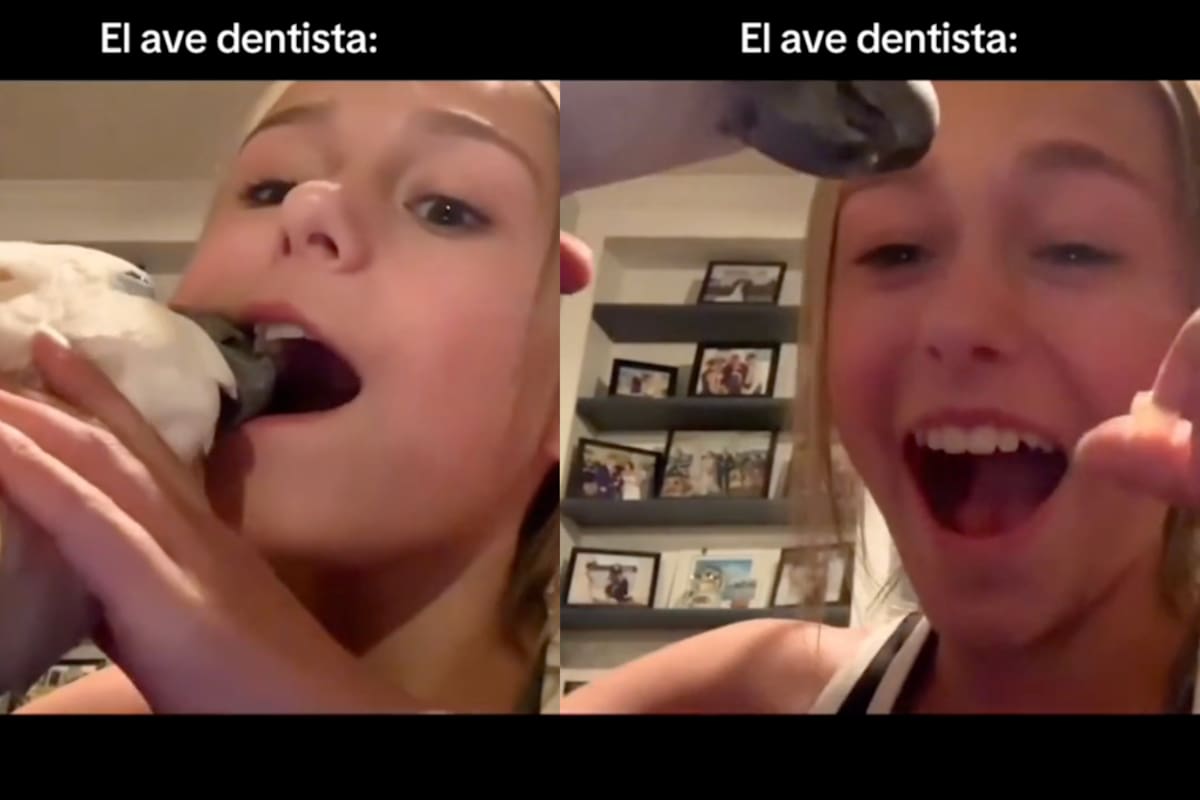 ¡El loro dentista existe!: una niña logra quitarse un diente con la ayuda de su ave