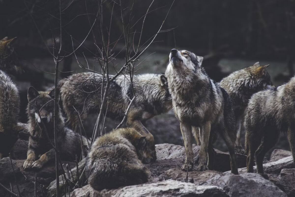 Mujer es brutalmente atacada por lobos en zoológico de París