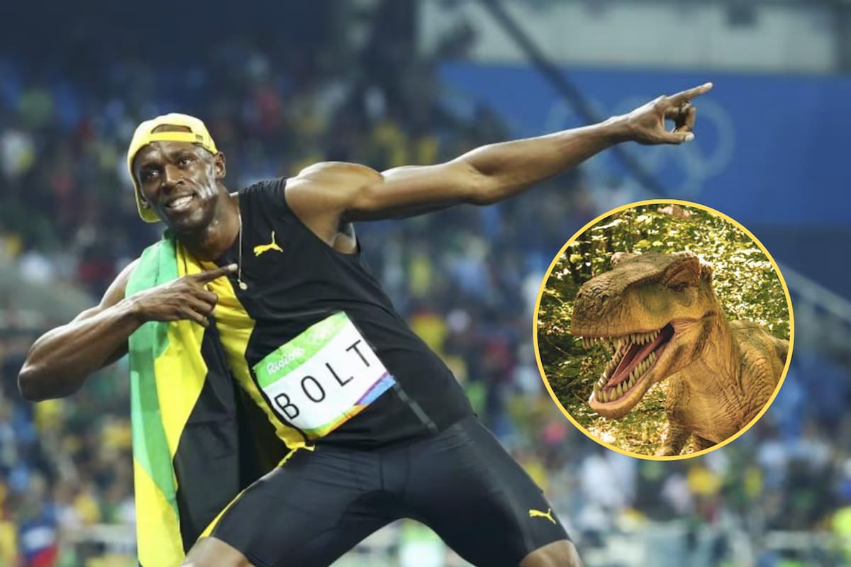 El T-Rex podía correr más rápido que Usain Bolt, según un estudio que explica que al desplazarse de puntillas aumentaba su velocidad y eficiencia, cambiando lo que se creía sobre cómo se movían los grandes depredadores prehistóricos