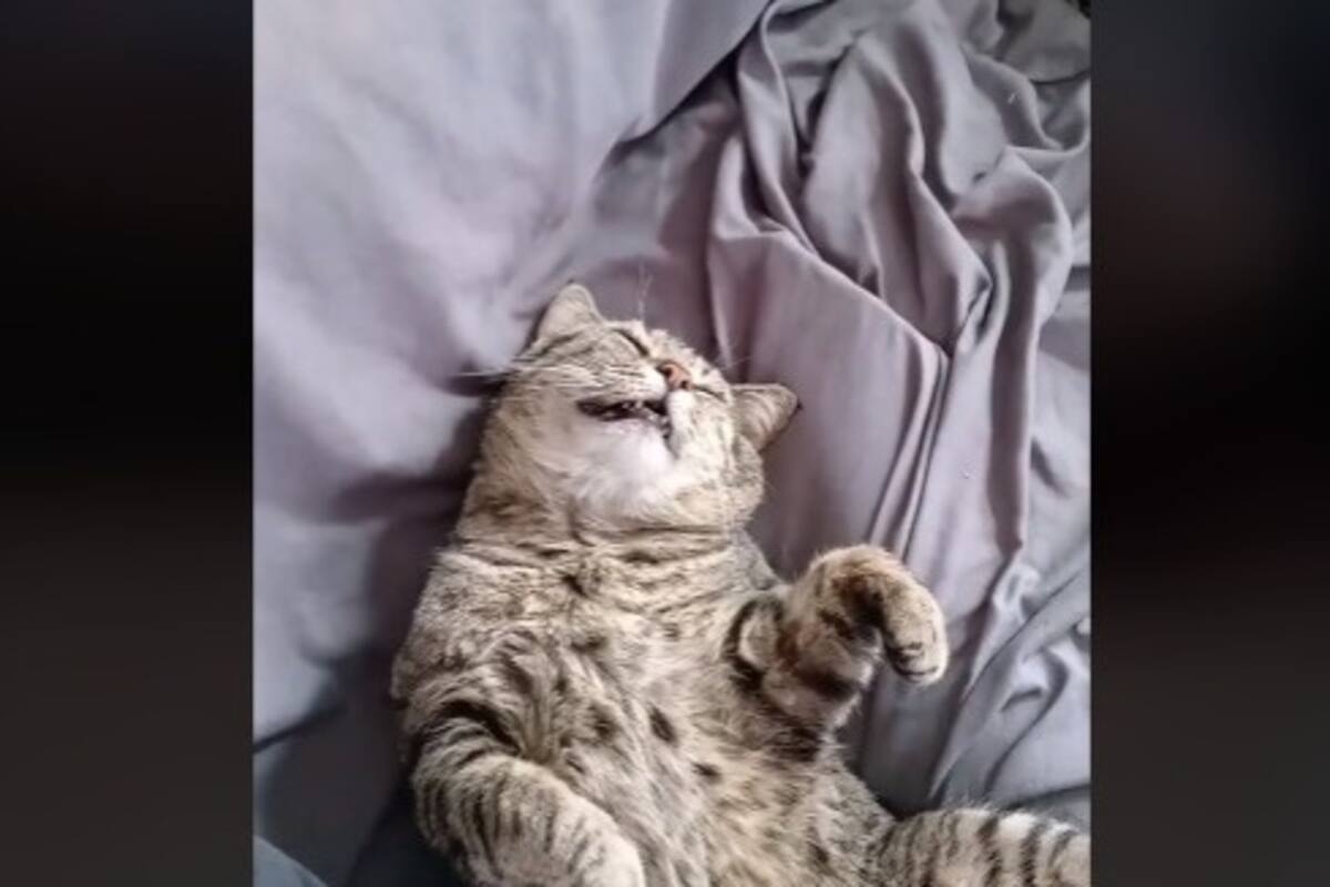 Gatito se queda profundamente dormido