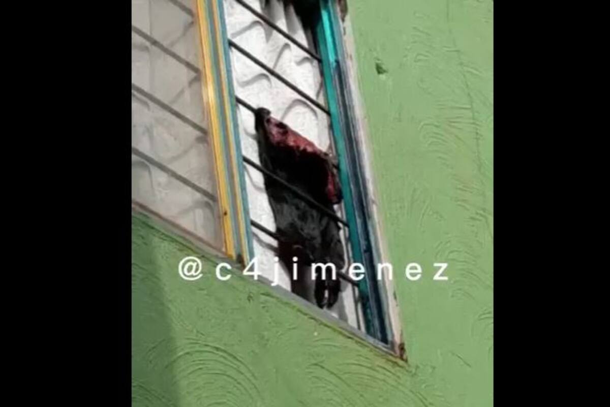 CDMX: Acusan a hombre de quitarle la piel a perros y gatos y colgarlos en la ventana
