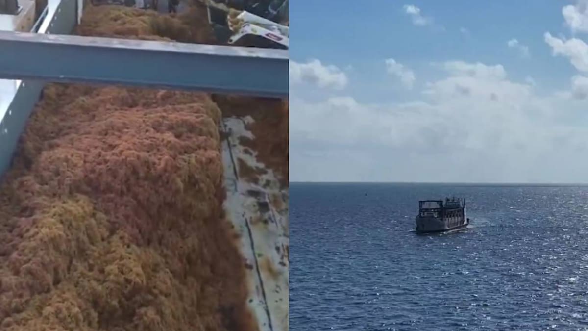 Semar ha recolectado más de 39 mil toneladas de sargazo en Quintana Roo este año; experto alertó que la temporada de arribo del alga será más intensa este año