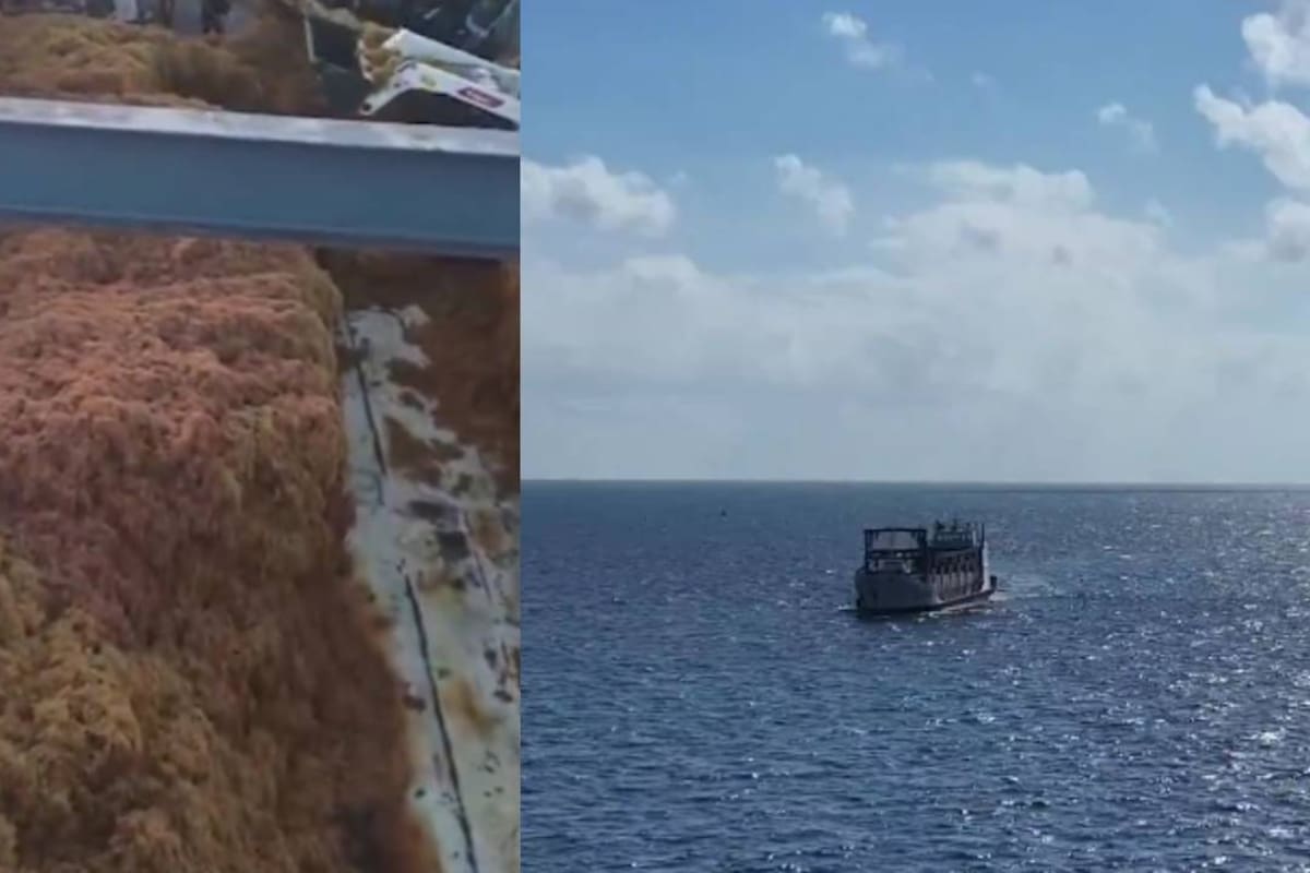Semar ha recolectado más de 39 mil toneladas de sargazo en Quintana Roo este año; experto alertó que la temporada de arribo del alga será más intensa este año