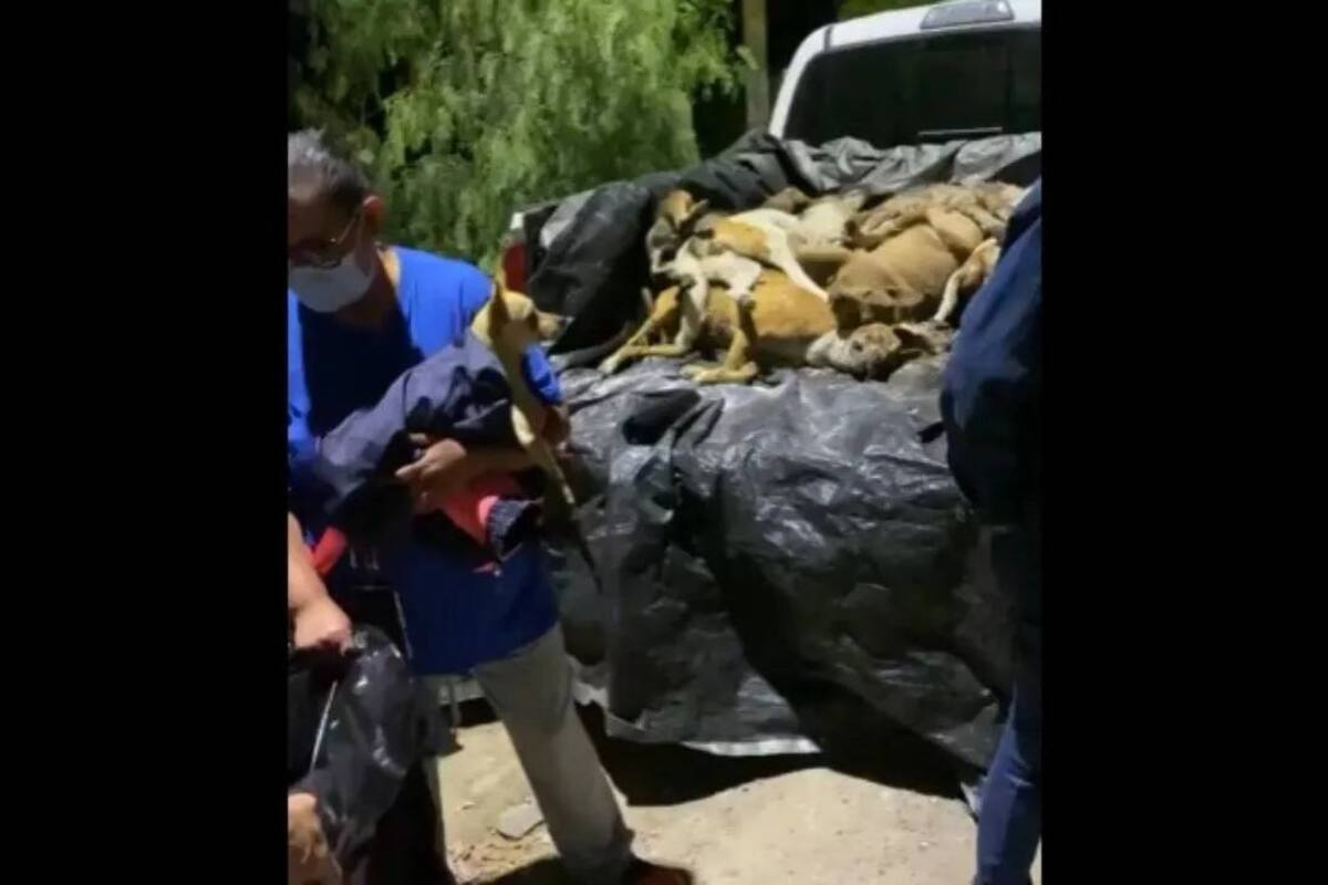 Identifican químico utilizado en envenenamiento masivo de animales en San Luis Potosí