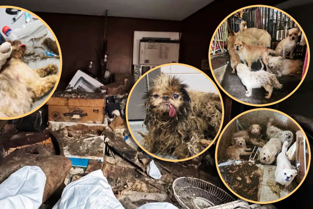 Así fue el rescate de 115 perros que vivían en la “casa de horrores” de una acumuladora en NY; nacieron sin ver la luz del día, tenían un olor ráncido y con excremento emarañado en el pelaje