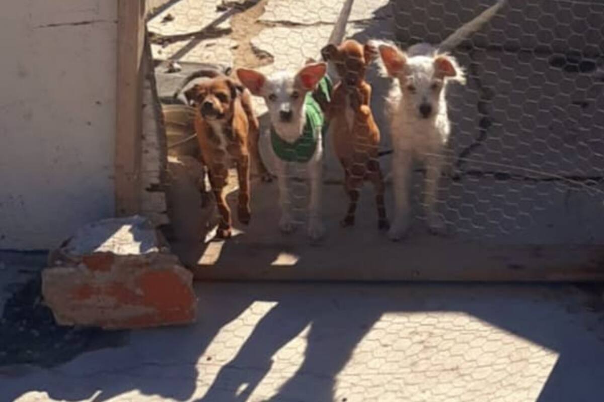Piden espacios para mascotas grupos animalistas de Tijuana