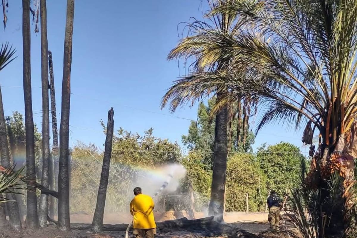 Incendio consume 80 palmas y daña infraestructura eléctrica en un rancho de San Luis Río Colorado