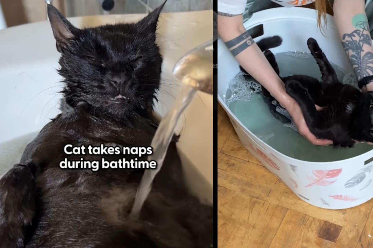 “Es el único gato al que le gusta dormir durante los baños”: Eddie, el simpático gato con epilepsia, vive una vida digna