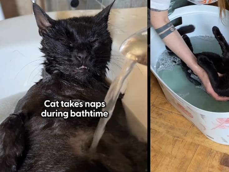 “Es el único gato al que le gusta dormir durante los baños”: Eddie, el simpático gato con epilepsia, vive una vida digna