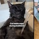 “Es el único gato al que le gusta dormir durante los baños”: Eddie, el simpático gato con epilepsia, vive una vida digna