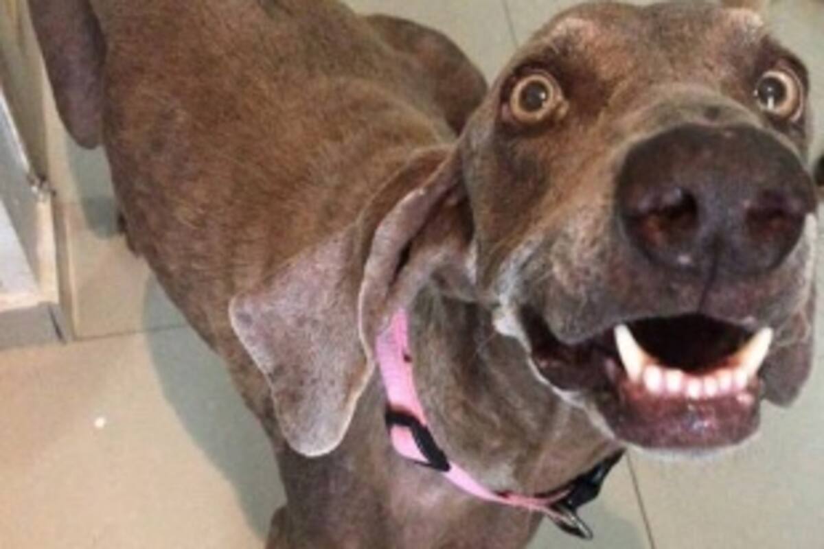 Perrita se perdió a kilómetros de su casa, regresó 3 años después gracias a las redes sociales