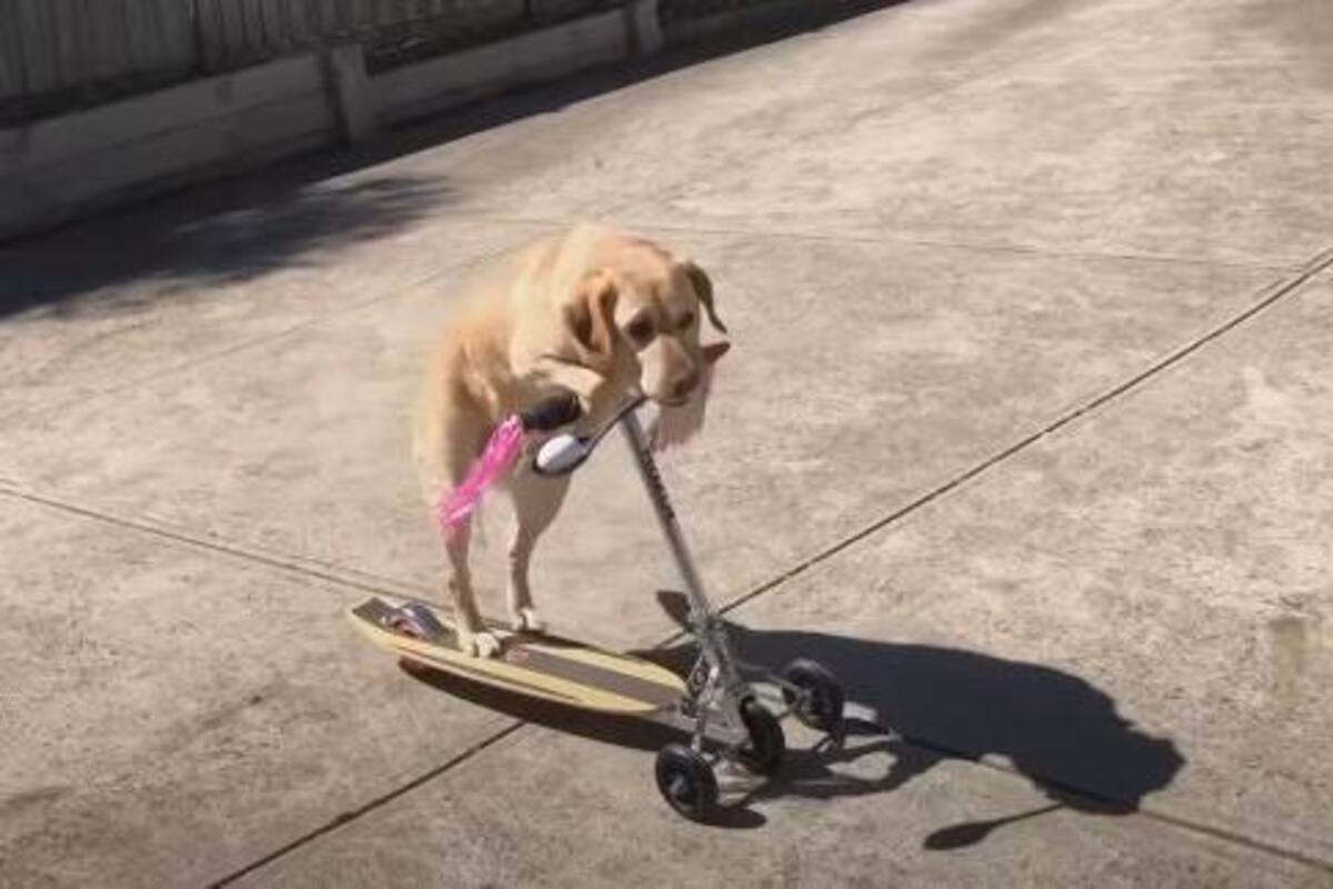 Perrito formó parte de una increíble carrera solitaria