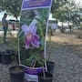 Buscan fortalecer la participación ciudadana en el cuidado del medio ambiente en Mexicali