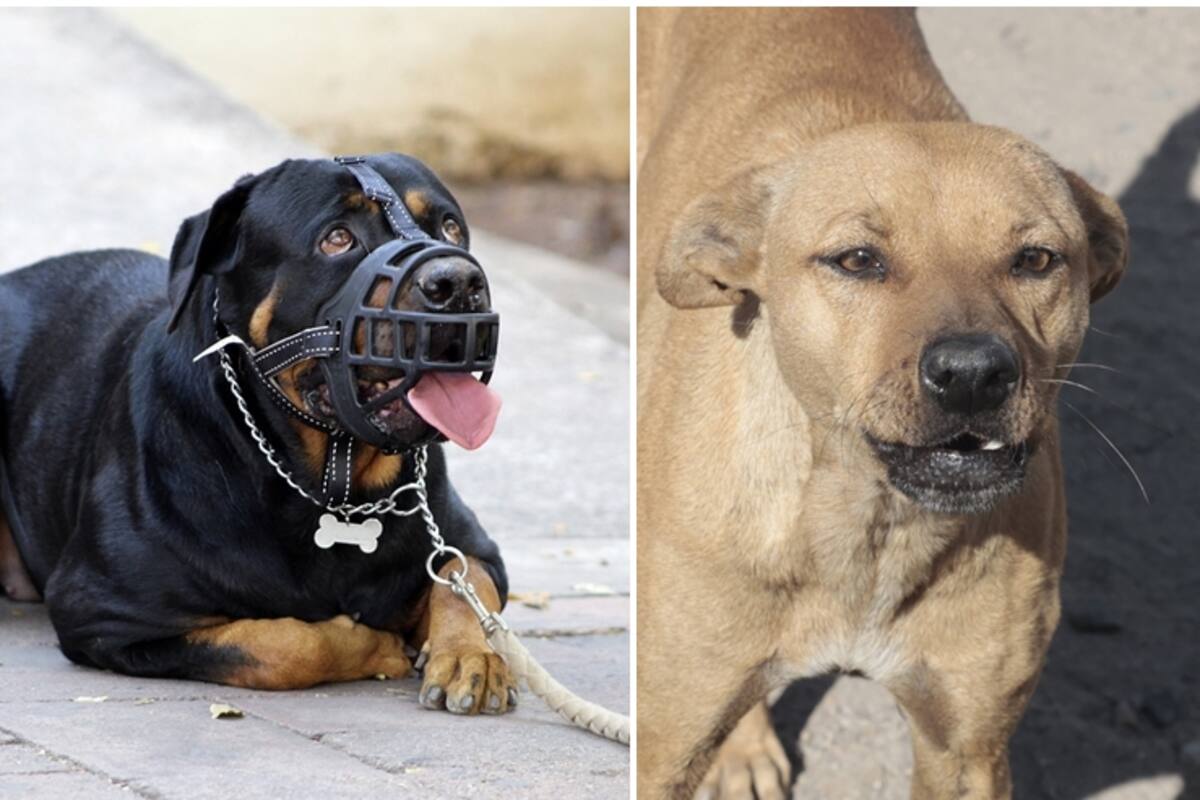 Planean ampliar en Hermosillo el uso de bozal en perros bravos