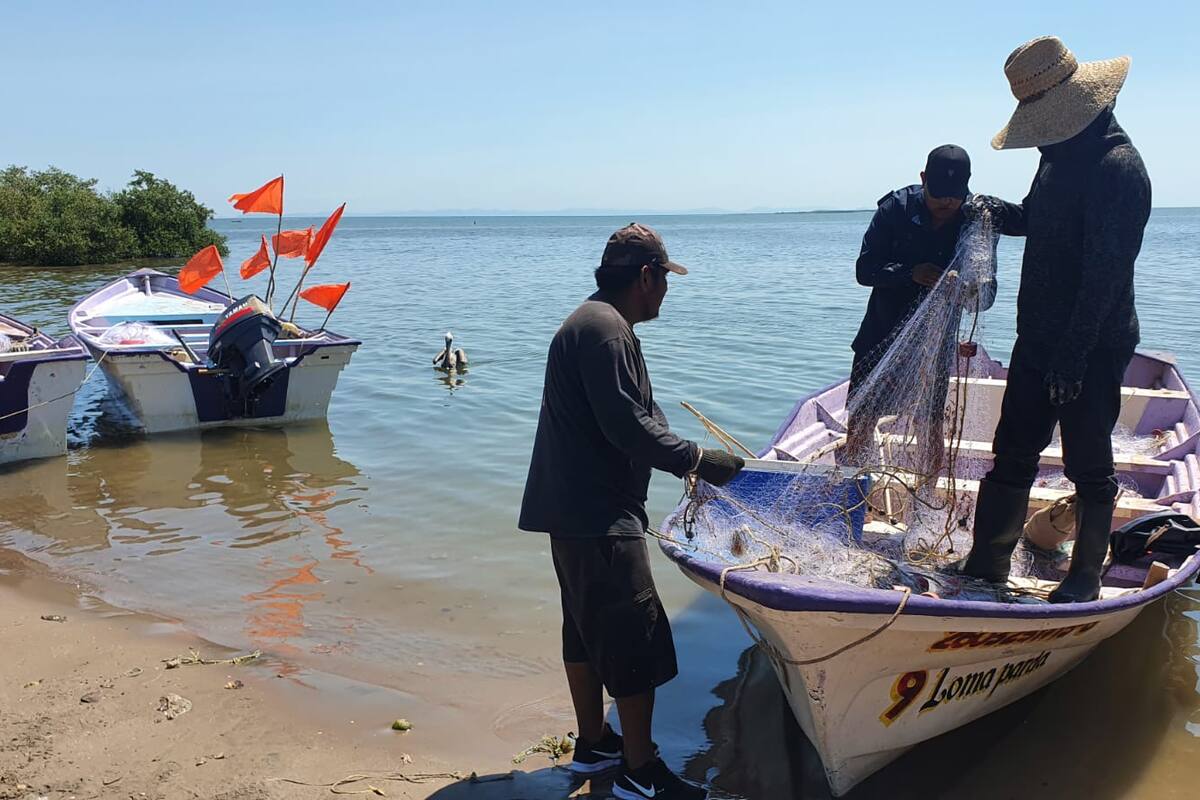 Tienen pescadores bajas capturas de camarón en bahía y altamar