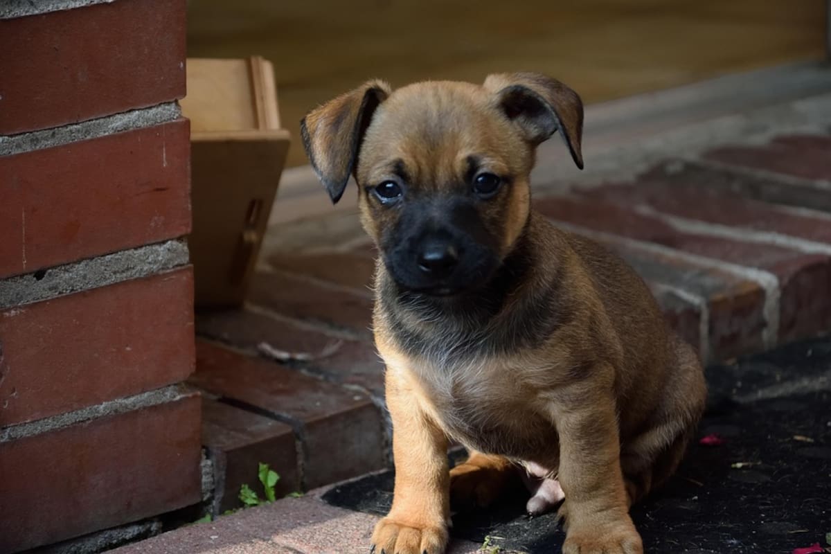 Matanza de mascotas en Yucatán: perros y gatos envenenados