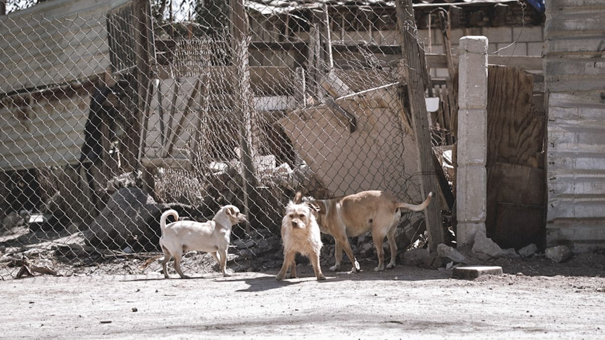 Registra Baja California 60 defunciones por rickettsiosis; llaman a detectar síntomas a tiempo