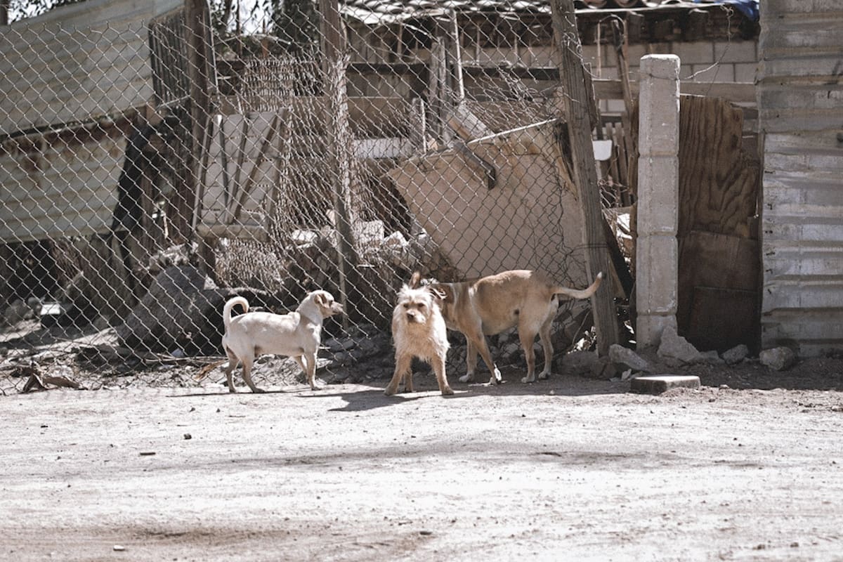 Registra Baja California 60 defunciones por rickettsiosis; llaman a detectar síntomas a tiempo