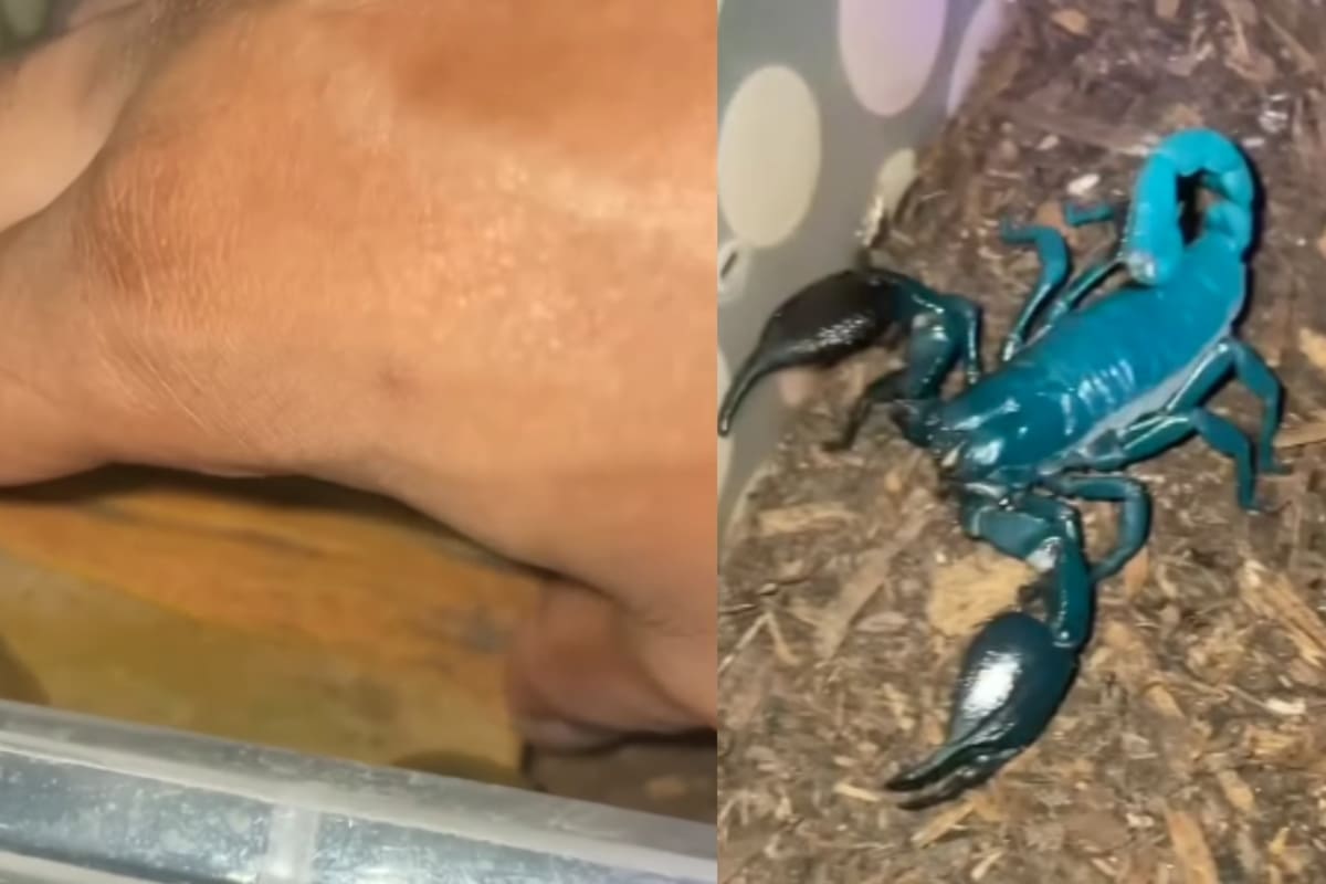 Captan a un escorpión brillante, que sorprende al fluorescer bajo la luz ultravioleta (UV)