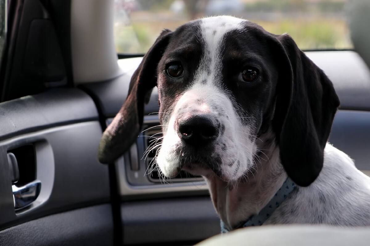 Dejan mascotas dentro de sus carros a altas temperaturas: Unepa