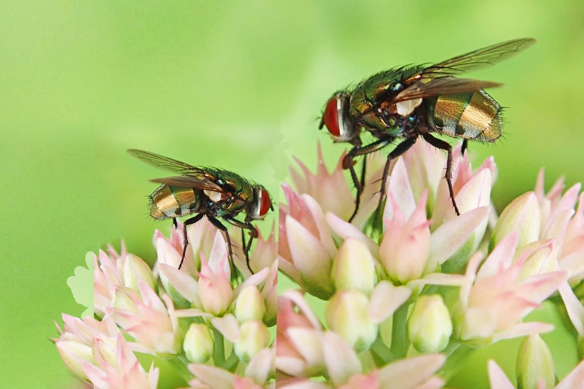 Cómo ahuyentar las moscas de casa y jardín con un método natural y eficaz
