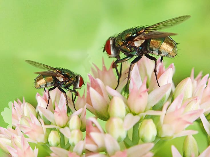 Cómo ahuyentar las moscas de casa y jardín con un método natural y eficaz