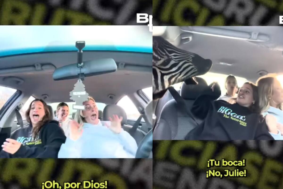 Jóvenes quedan acorraladas por cebras en un safari tras abrir las ventanas de su auto