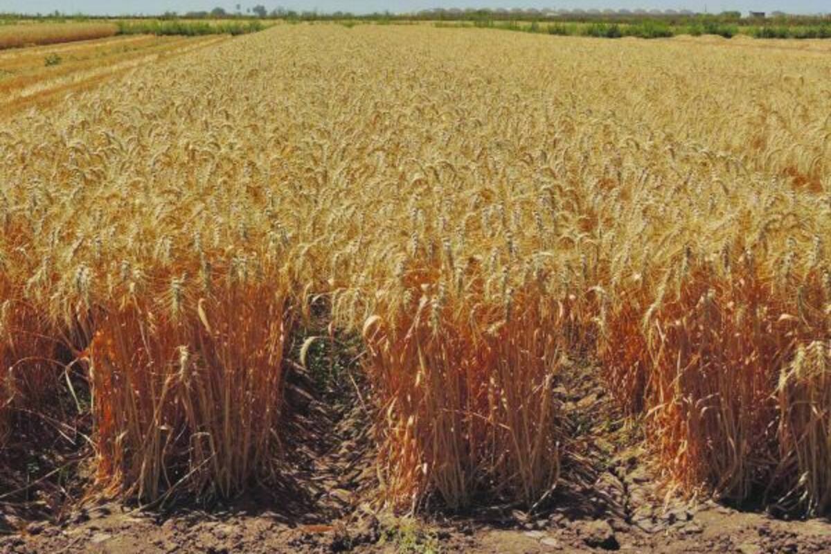 Nueva variedad del trigo harinero ayuda contra plagas