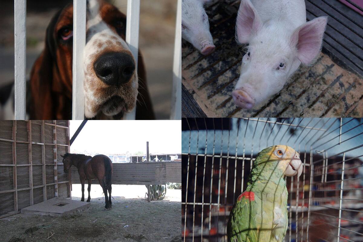 Catalogan en BC como sintientes a los animales