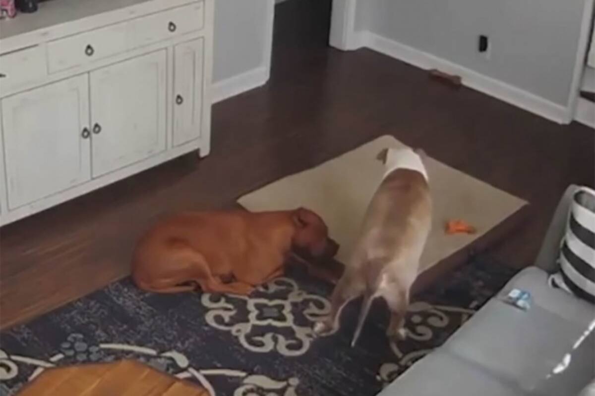 Canino ofrece su cama a su compañero enfermo