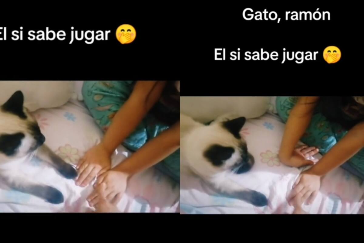 Gato se vuelve viral en TikTok al saber jugar ‘zapatito blanco, zapatito azul