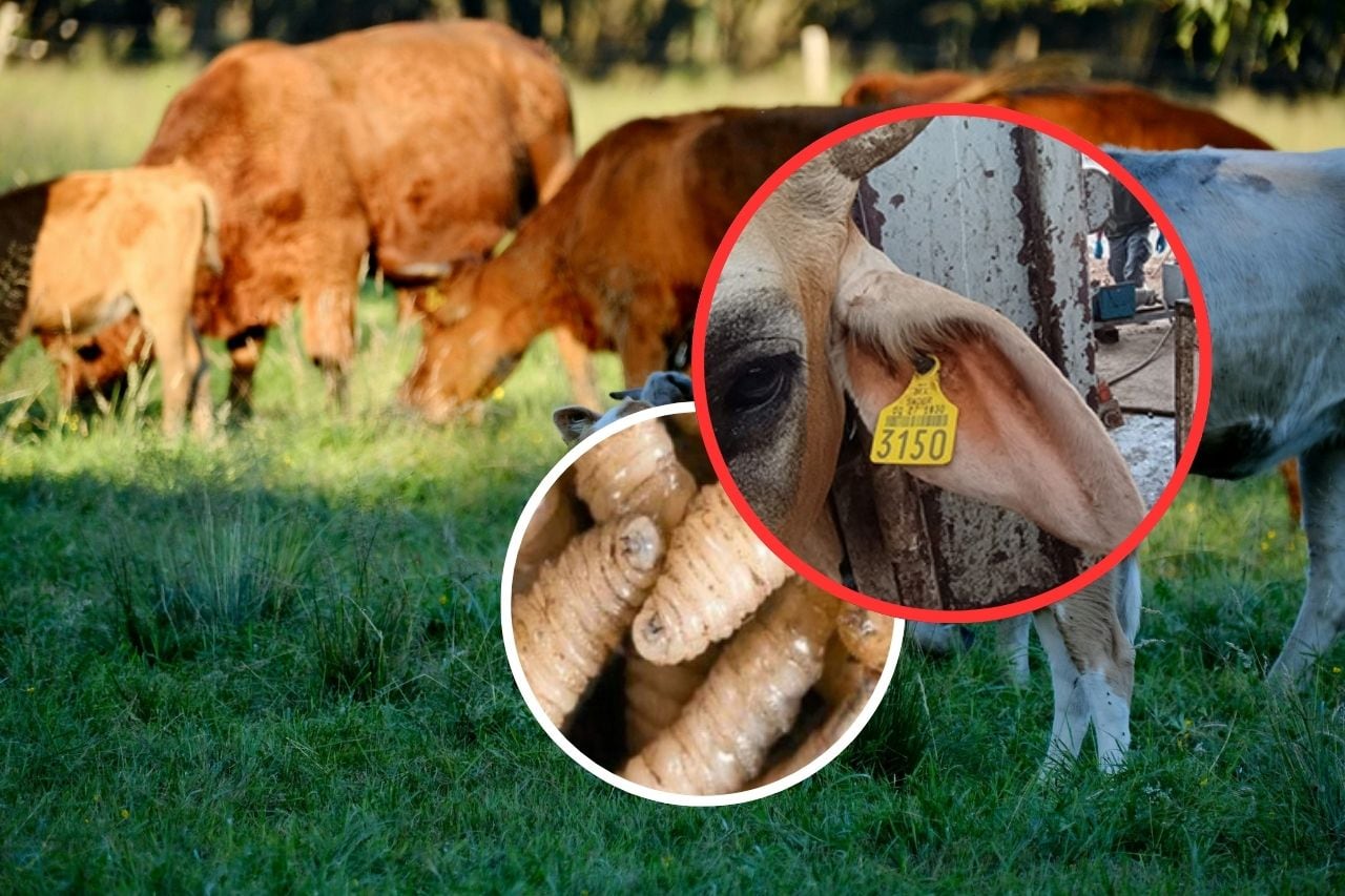 El caso se identificó durante la tercera revisión a un cargamento de 67 bovinos provenientes del sur-sureste del país. | Crédito: canva y @Agricultura_mex