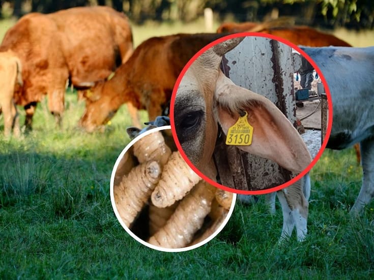 Detectan y contienen otro caso de gusano barrenador en ganado de Querétaro