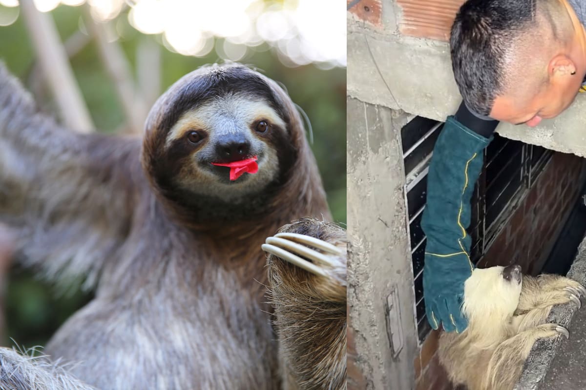 Oso Perezoso queda atrapado en una losa y demuestra que puede ser más rápido de lo que todos creen