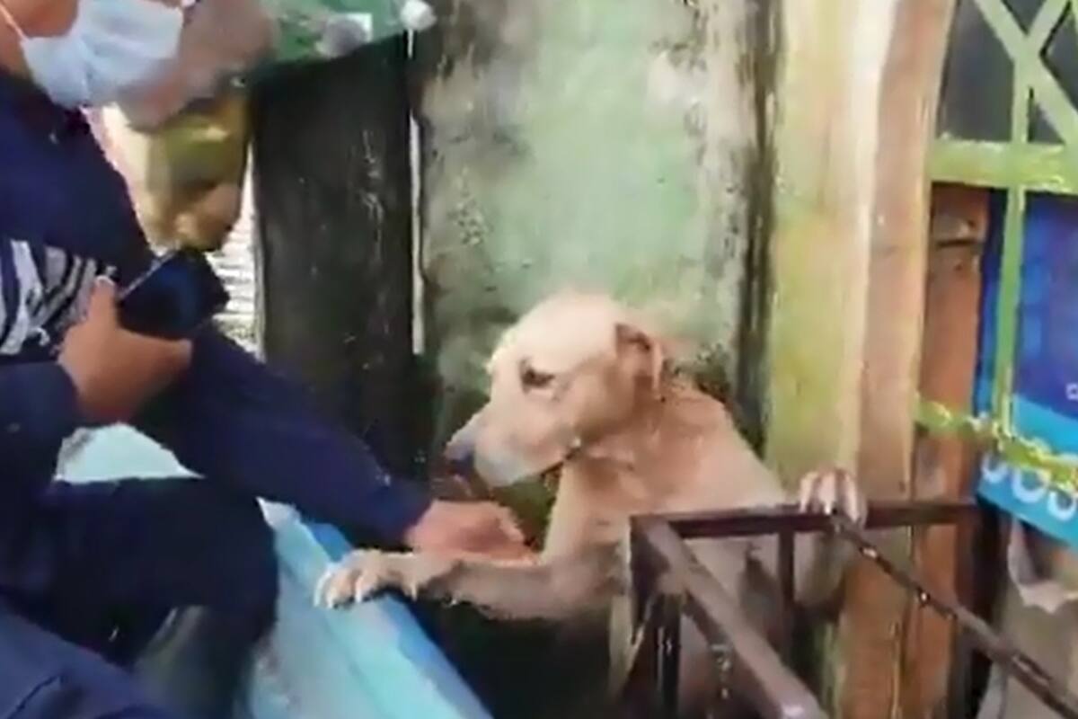 VIDEO | Marina rescata a perrito de inundaciones en Tabasco
