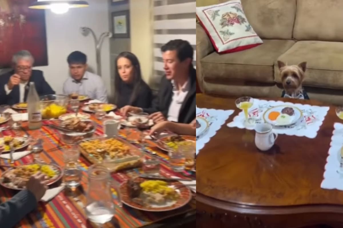 Familia enternece a redes al mostrar que sus mascotas tuvieron su propia mesa y cena en Navidad
