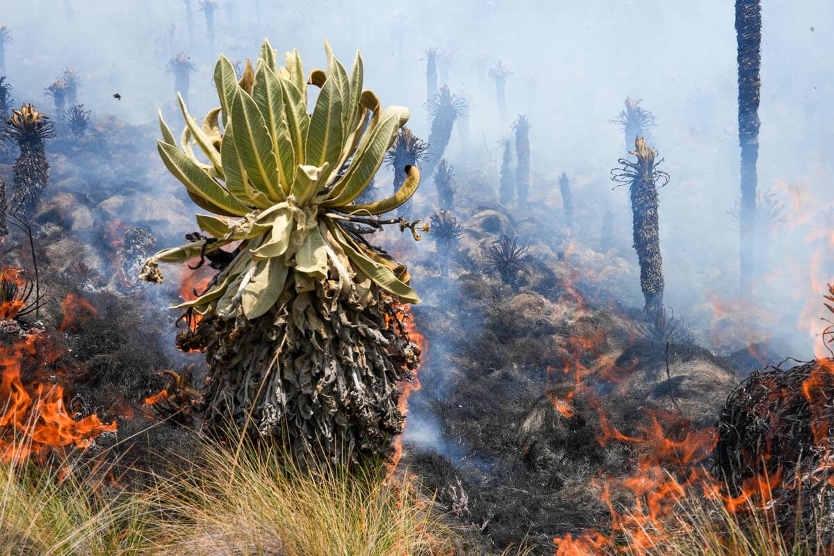 Once incendios forestales enfrenta Ecuador, tres de ellos en Quito; Autoridades en alerta